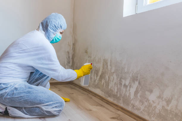 Black mold inspection in Shawboro
