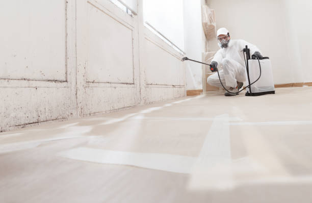 Black mold remediation team in Shawboro